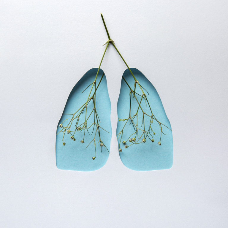 Darstellung von zwei Lungenflügeln als Collage aus blauem Papier und einer Blütenrispe